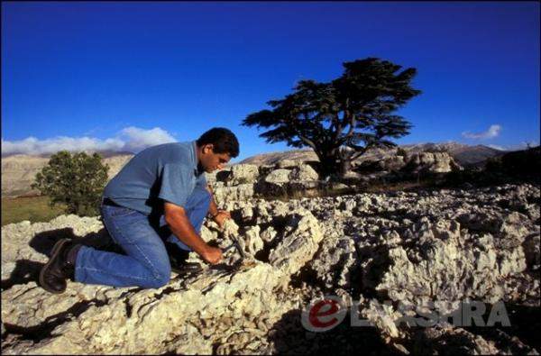 لبناني يشارك في اكتشاف أقدم الحشرات كاملة الإنسلاخ وتعود لـ350 مليون سنة