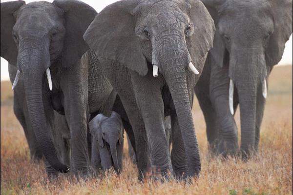 سلطات كينيا تنقل 30 فيلاً من مناطق زراعية خوفا من غضب المزارعين
