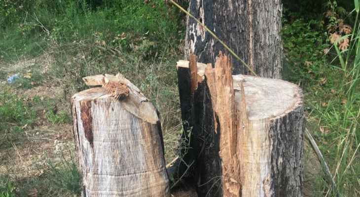 "النشرة": قطع أشجار في أحراج الجرمق والبلدية تتحرك