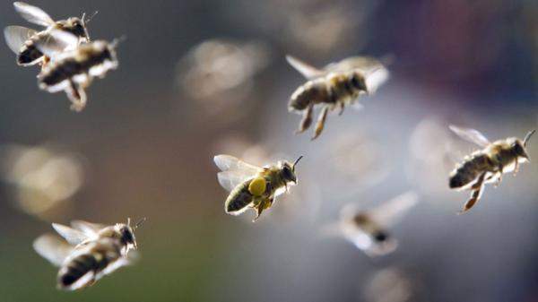هواء خلية النحل يعالج أمراض الجهاز التنفسي