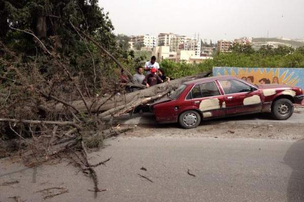 النشرة: انكسار شجرة جراء الرياح اقفلت طريق المية ومية لبعض الوقت بصيدا