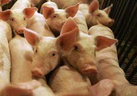 تسجيل 5 حالات وفاة و130 اصابة بفيروس انفلونزا الخنازير بالاردن هذا  العام