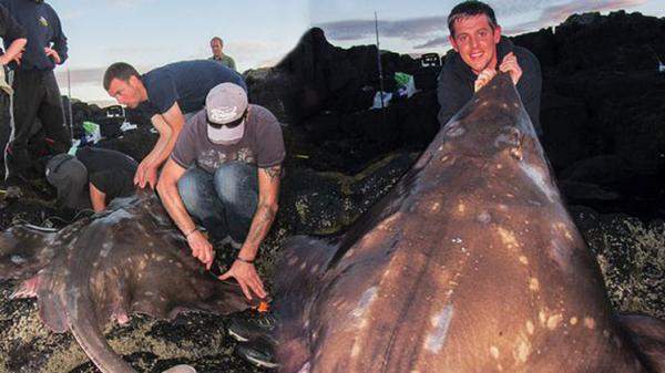 اسكتلندي يصطاد أكبر سمكة بجزيرة سكاي وهي بحجم غوريلا