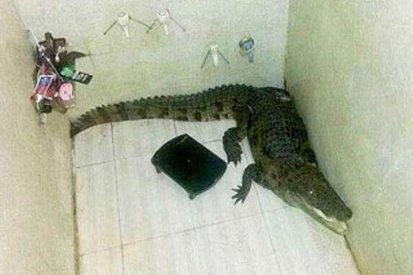 هندي يعثر على تمساح عملاق في حمام منزله 