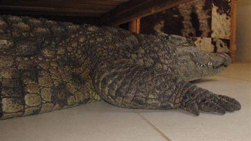 استيقظ ووجد تمساحا تحت السرير 