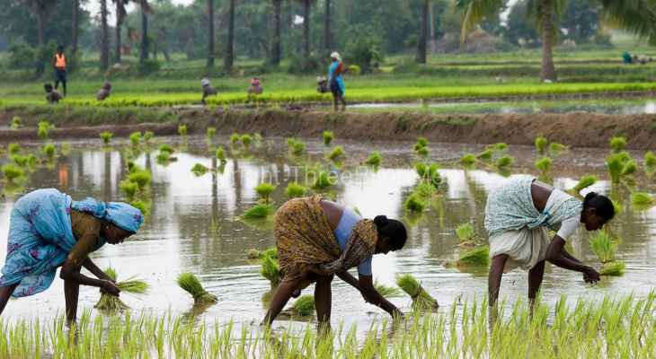 "بلومبرغ": الهند ستضع الأرز في قائمتها لحظر تصديره الى الخارج