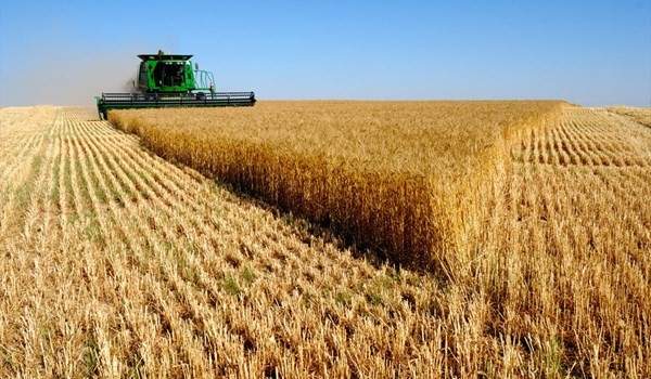سلطات ايران تشتري 9.2 مليون طن من القمح المحلي 