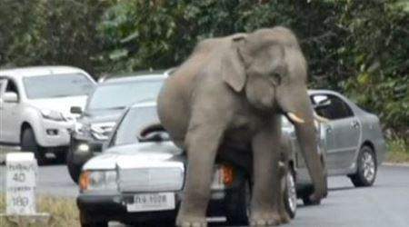 فيل يحطم سيارات بسبب تعرضه لضغوط نفسية قبل الزواج