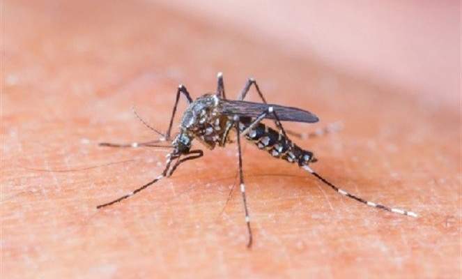 الموافقة على مشروع بيولوجي يعدل البعوض وراثيا للقضاء على الملاريا