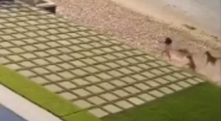 كلاب شاردة تهاجم طفلة على شاطئ للسباحة في الكويت