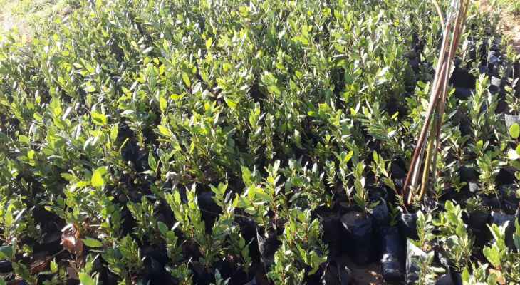 "النشرة": بلدية يحمر الشقيف أطلقت حملة زراعة أشجار الغار في محمية تتسع لـ500 شجرة