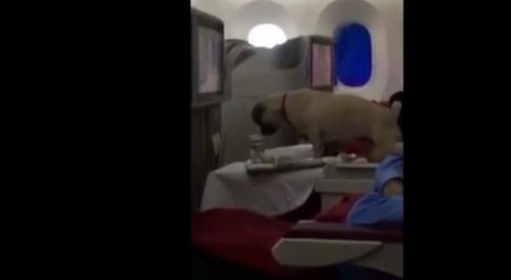 كلب &quot;ملياردير&quot; على متن إحدى طائرات الخطوط المغربية يتسبب بإقالة رئيسها