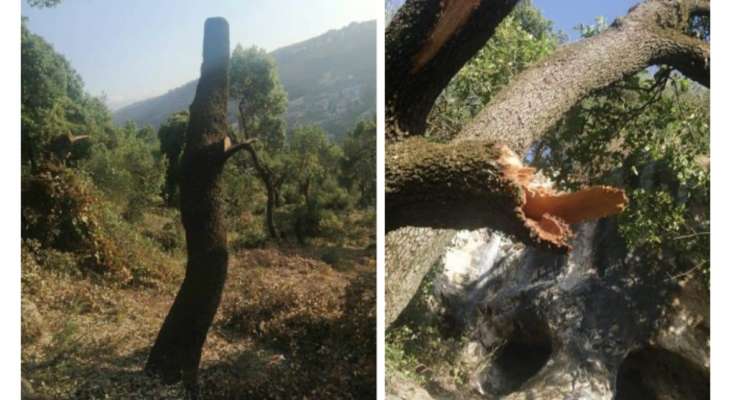 مجهولون قطعوا عددًا من أشجار السنديان الدهرية في مشتى حسن بمحافظة عكار