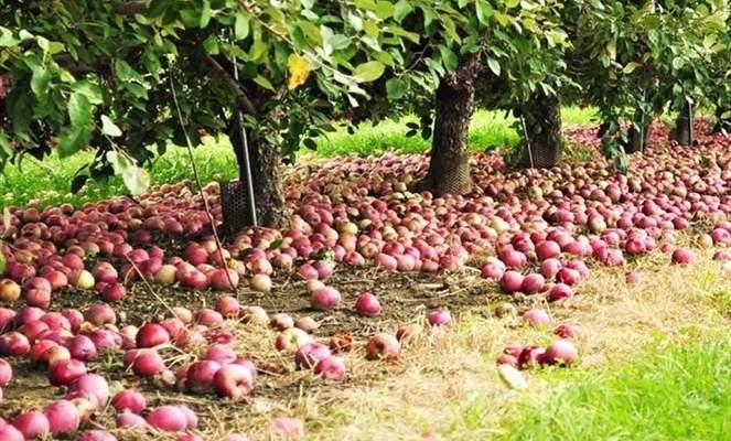 مهرجان للتفاح في بسكنتا: فاكهة خالية من أي مواد ضارة