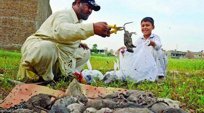 وظيفة حكومية مكافأة لباكستاني اصطاد مئة ألف فأر 