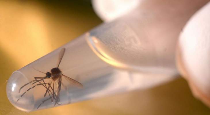 منظمة الصحة العالمية: فيروس زيكا قد يصل الى أوروبا هذا الصيف