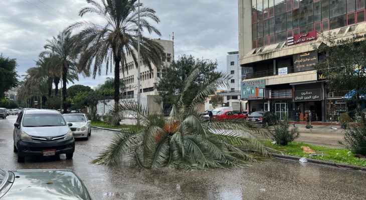 "النشرة": اشتداد العاصفة "فرح" أدى الى سقوط شجرة نخيل قبالة مصرف لبنان في صيدا
