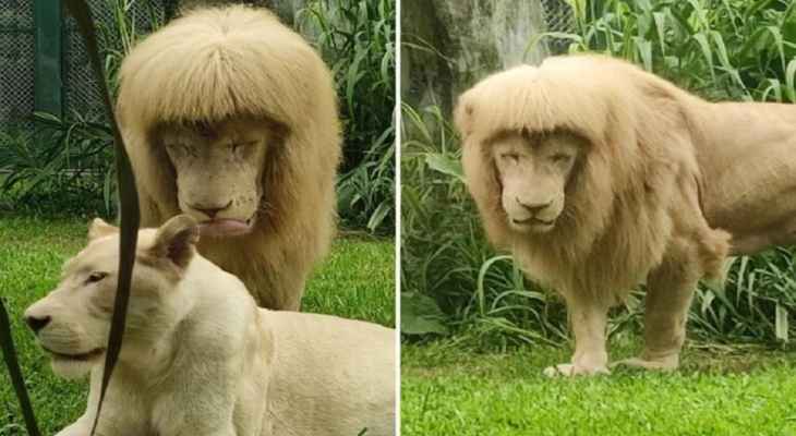 تسريحة شعر أسد تثير إعجاب زوار حديقة حيوان في الصين
