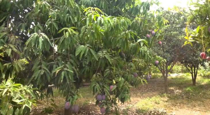 تجمع مزارعي الجنوب دعا للتصعيد بحال عدم وجود حل لأزمة تصدير الموز 