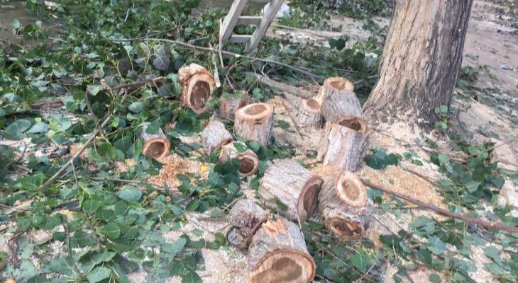 بلدية صير الغربية تستنكر مجزرة قطع الأشجار على ضفاف الليطاني