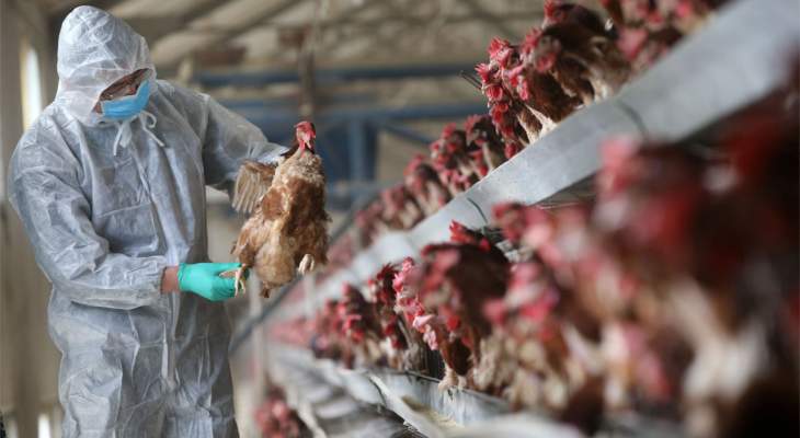 غانا تعدم آلاف الدجاج وتحظر نقل الدواجن وسط تفش لإنفلونزا الطيور
