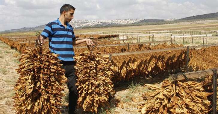 "النشرة": الريجي باشرت تسلّم محصول التبغ من المزارعين في الجنوب