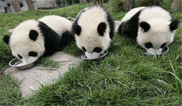 الباندا تأكل 50 كيلو غراما من خشب البامبو يوميا 