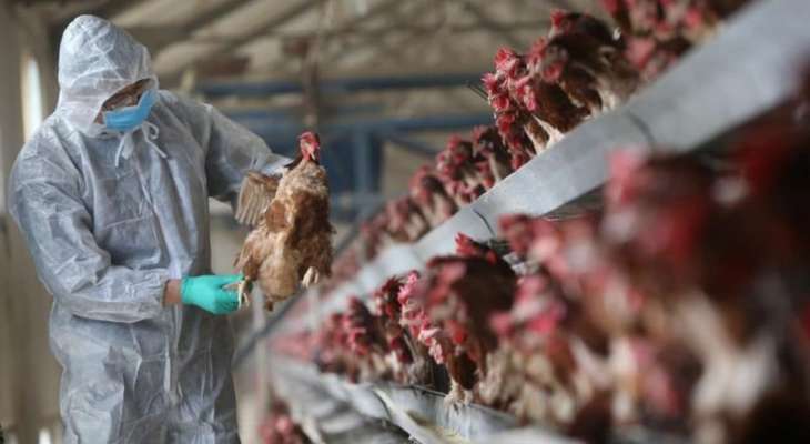 الحكومة الهندية أعلنت أول وفاة بإنفلونزا الطيور "H5N1"