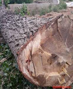 ناشطون بصدد تقديم شكوى بعد ما أثارته &quot;النشرة&quot; عن قطع أشجار في حمانا