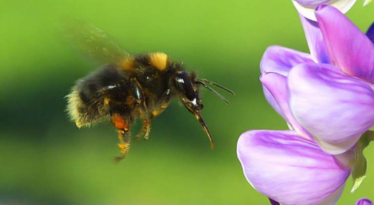 احتمال اختفاء النحلة الطنانة من وجه الأرض