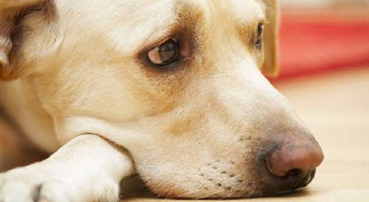 حاسة الشم في الكلاب تساعد على كشف السرطان