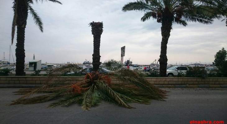 النشرة: العاصفة ادت الى اقتلاع عدد من اشجار النخيل عند مدخل صيدا الشمالي