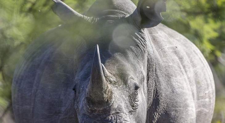 تحدت وحيد القرن من أجل إنقاذ هاتفها 
