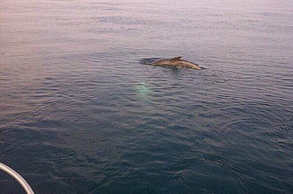 رصد عدد من الدلافين قبالة شاطىء صيدا الشمالي 