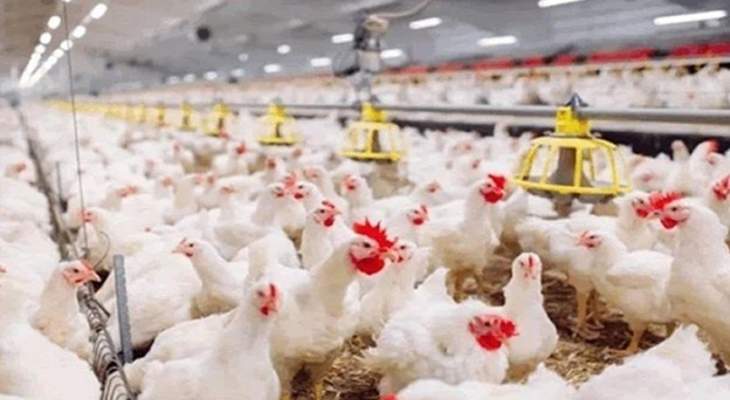 رئيس نقابة الدواجن: أسعار منتجات الدجاج واكبت إنخفاض الدولار وكيلوغرام الفروج أضحى بين 20 و23 ألف ليرة