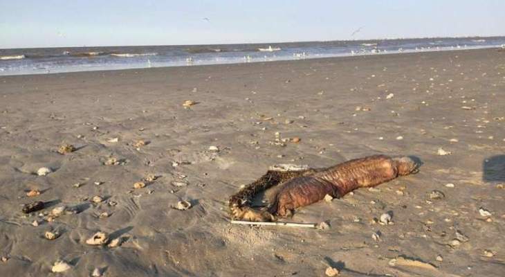 ظهور حيوان مرعب على شاطئ تكساس بعد الإعصار 