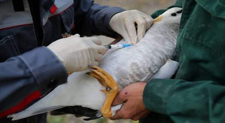 المنظمة العالمية لصحة الحيوان: السلطات بكوريا الجنوبية أكدت تفشي إنفلونزا الطيور بمزرعة للبط