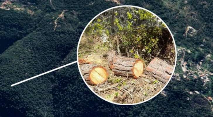 جمعية الأرض: قطع مئات من الأشجار المعمرة من جذورها في منطقة الكنيسة - المتن الأعلى