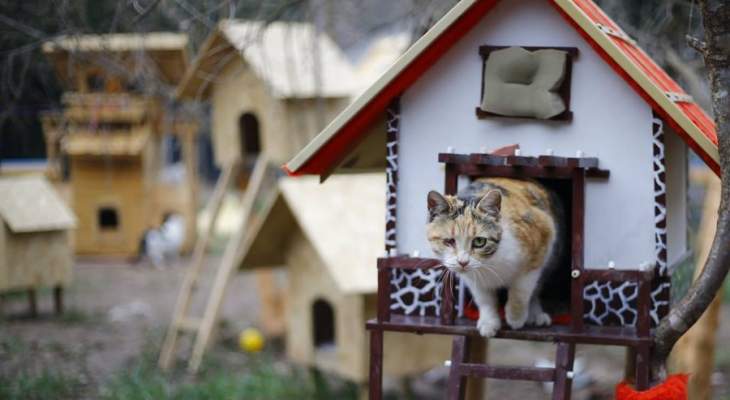 قرية للقطط في تركيا