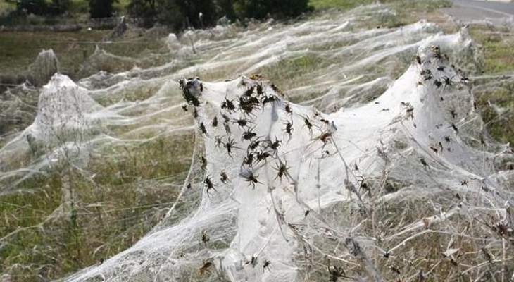 ملايين العناكب تسقط من السماء في أستراليا