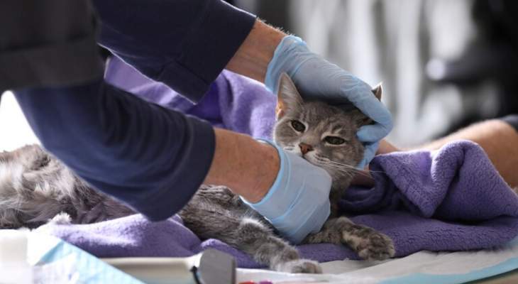 15 في المئة من القطط التي أُجريت لها اختبارات في ووهان مصابة بكورونا