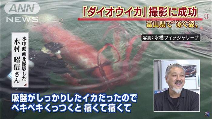 أخطبوط عملاق يعلق في شبكة للصيد في اليابان