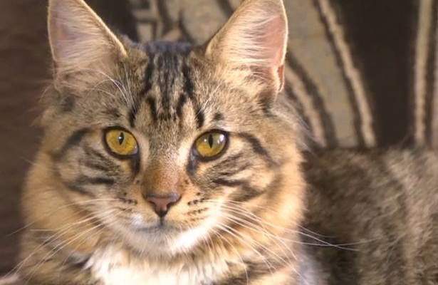 محكمة اميركية تلزم شرطة بدفع 50 دولار لامرأة تعرض قطها لاصابة