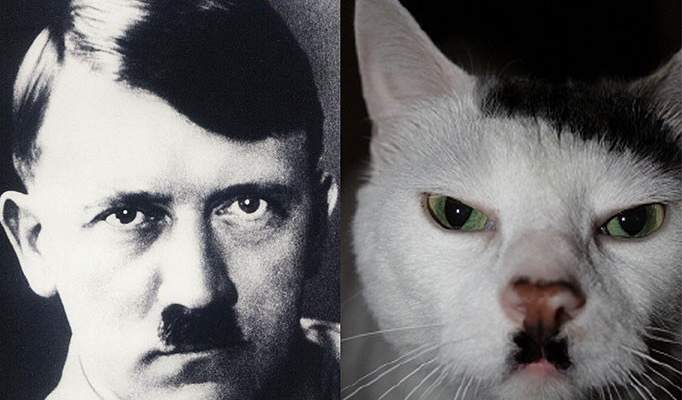 خطأ جيني يمنح قطة شارب هتلر