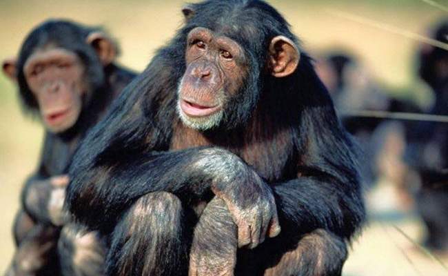 القرود تعاند ثورة المعلومات بالهند