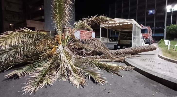"النشرة": سقوط شجرة نخيل عند الكونيش البحري في صيدا ولا إصابات