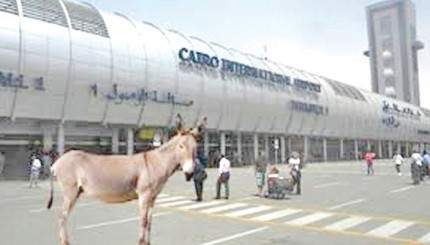 حمار تائه يتجول في مطار القاهرة الدولي