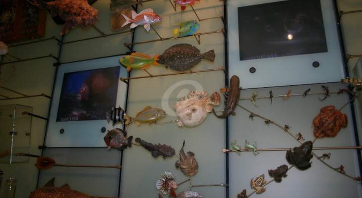 متحف عالمي عن الحياة البحرية والبرية في جعيتا على ابواب &quot;غينس&quot;