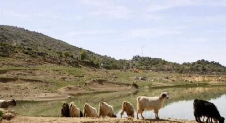 القوات الإسرائيلية خطفت قاصرا كان يرعى الماشية قبالة متنزهات الوزاني