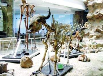 مصر تفتتح أول متحف للحيوانات بالشرق الأوسط